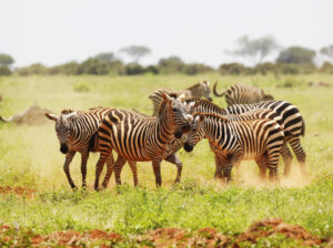 Beach Safari Holidays