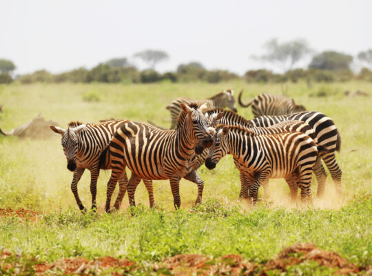 Beach Safari Holidays